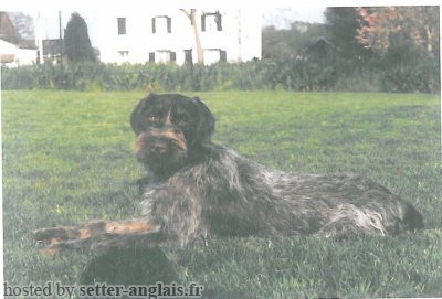 Griffon Korthals JAINA DES MOULINS DE BADINAUD Griffon Korthals JAINA DES MOULINS DE BADINAUD